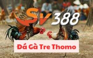 Đá Gà Tre Có Gì Hấp Dẫn? Các Thông Tin Về Đá Gà Tre Thomo