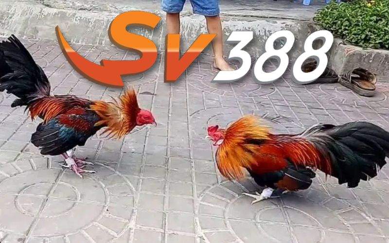 Đá gà tre có gì hấp dẫn