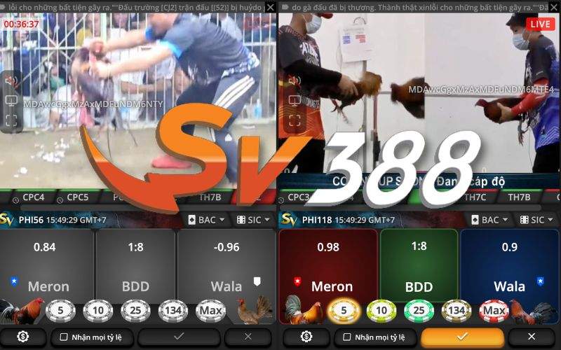 Xem đá gà tre Thomo tại SV388