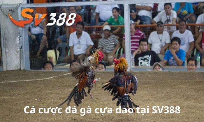 Giới thiệu về cá cược đá gà cựa dao tại SV388 Giới thiệu về cá cược đá gà cựa dao tại SV388