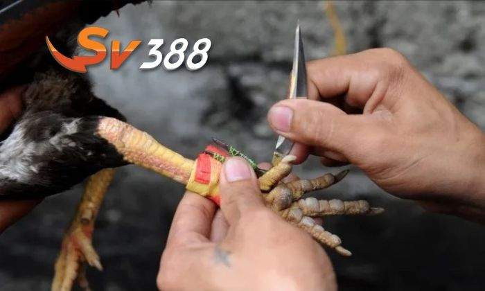 Luật chơi cá cược đá gà cựa dao tại SV388 Luật chơi cá cược đá gà cựa dao tại SV388