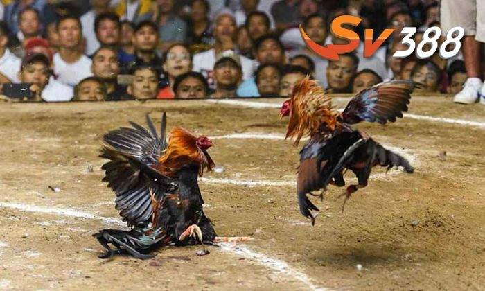 Tại sao nên chơi cá cược đá gà cựa dao tại SV388 Tại sao nên chơi cá cược đá gà cựa dao tại SV388