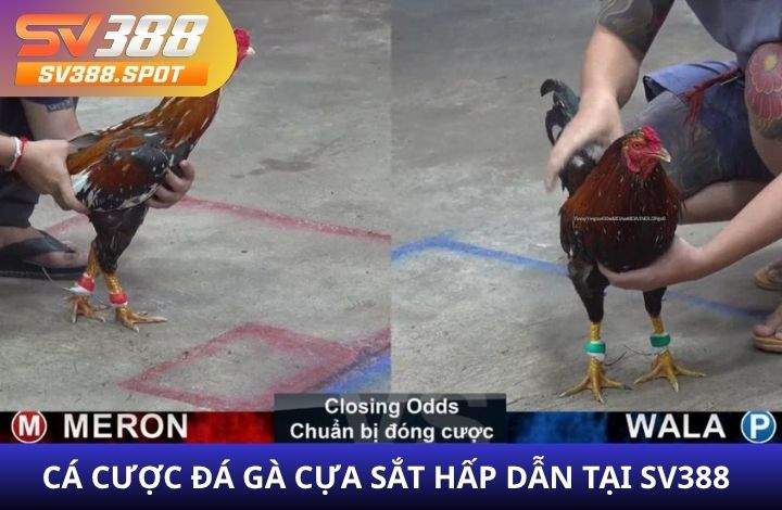 Giới thiệu về cá cược đá gà cựa sắt tại SV388