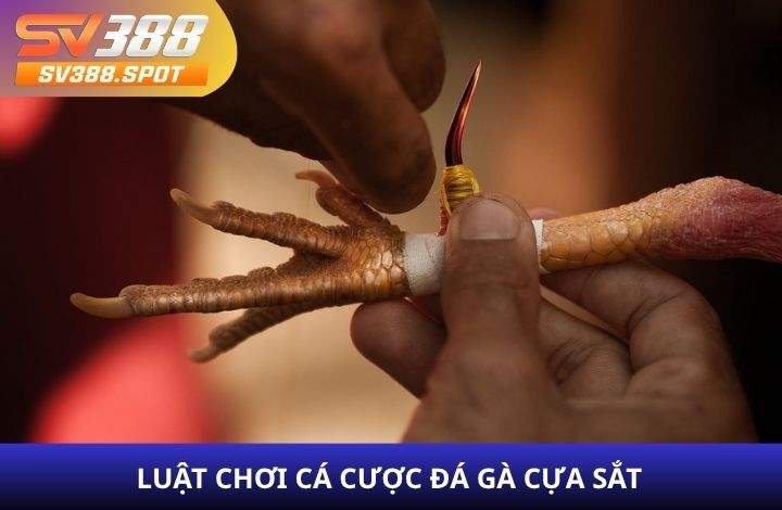 Luật chơi cá cược đá gà cựa sắt