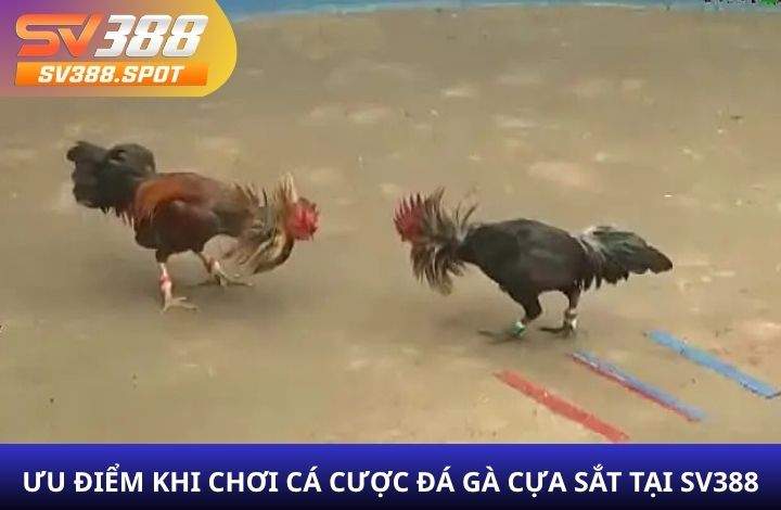 Tại sao nên chơi cá cược đá gà cựa sắt tại SV388